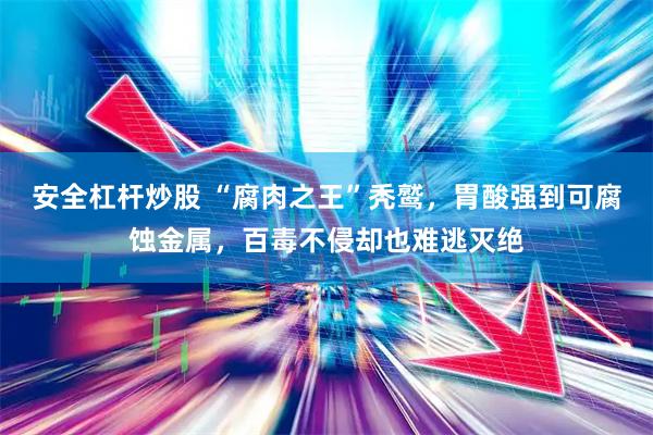 安全杠杆炒股 “腐肉之王”秃鹫,胃酸强到可腐蚀金属,百毒不侵却也难逃灭绝
